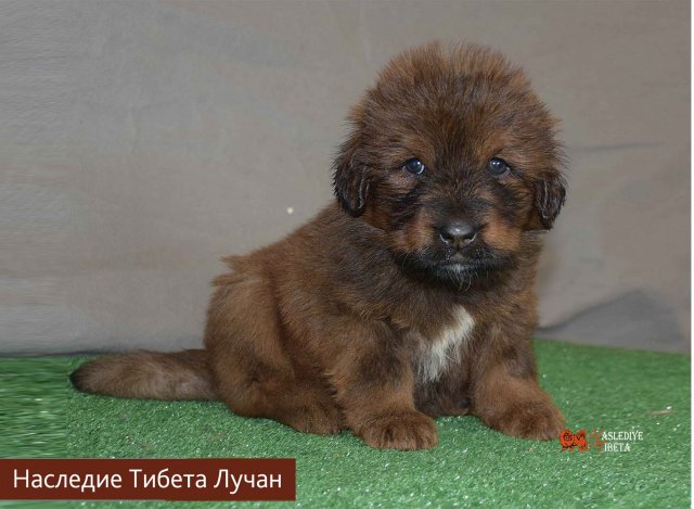 Щенки от пары Брайн х Ютера
